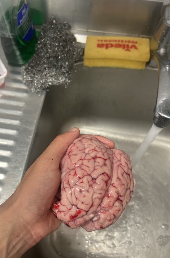 Lamb brain
